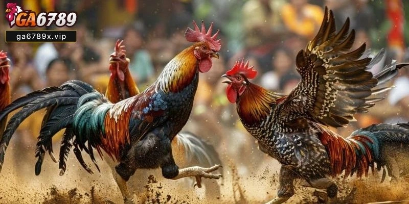 Hướng Dẫn Chi Tiết Từ Chuyên Gia Cách Nuôi Gà Chọi C1