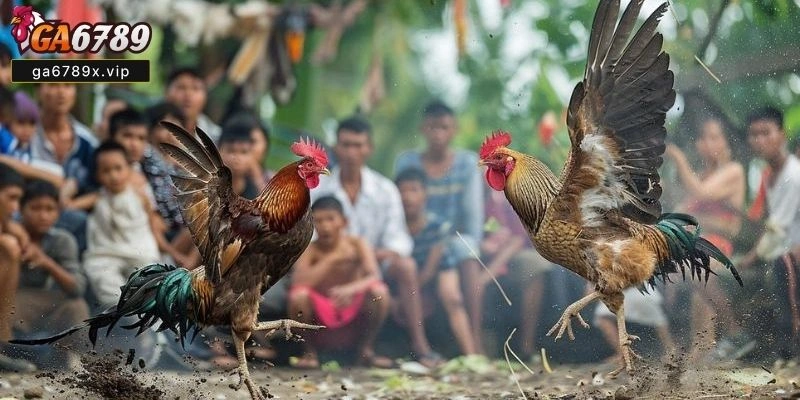 Các Loại Màu Gà Phổ Biến Và Ưu Nhược Điểm Khi Đá Gà Hôm Nay Đá Gà Màu Nào Mạnh