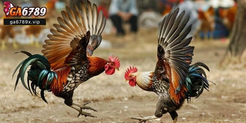 màu mạng gà đá theo ngày